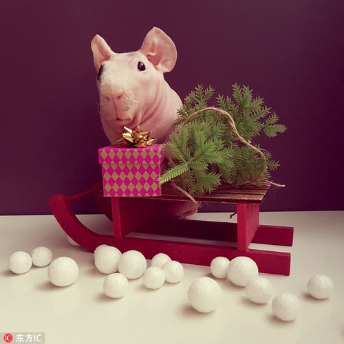 波兰无毛豚鼠圣诞写真大眼呆萌惹人爱