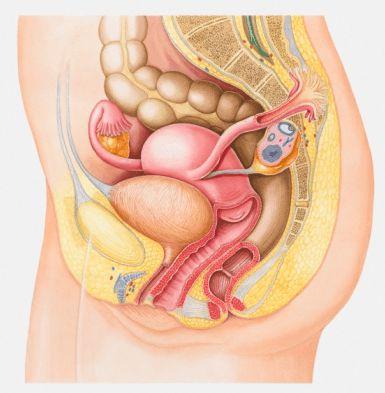 吓人子宫卵巢全切除11年了有什么并发症