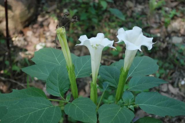 关于中药洋金花!