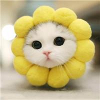 可爱小猫漂亮头像最萌的漂亮小猫
