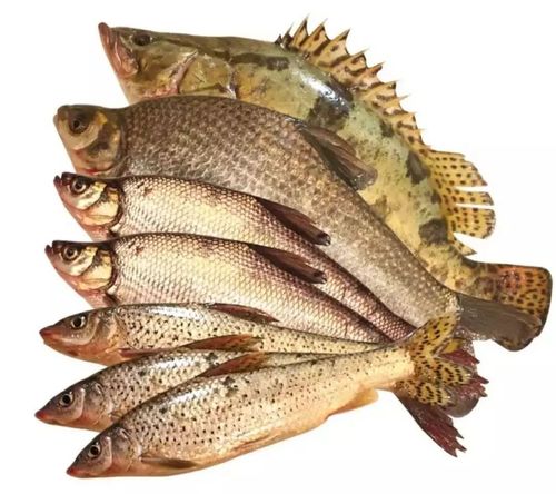 三花就是 鳌花鱼,鳊花鱼