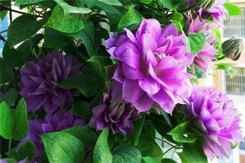 铁线莲与转子莲的区别 有什么不同