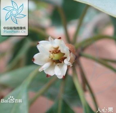 山榄科的人心果