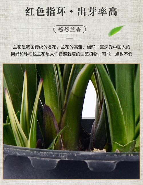 兰花 金边中国龙宽叶大花惠兰 杂交兰花 绿萝盆栽 原盆原土带花苞