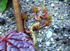 文章介绍了爬山虎是如何爬墙的.