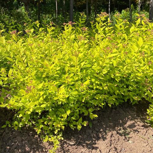 金山绣线菊 金焰绣线菊 规格全价格优惠 工程绿化苗 量大批发