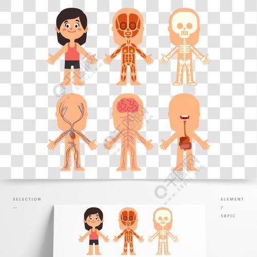 骨骼和肌肉系统教育科学医学生理学矢量孤立的符号图卡通女孩的身体