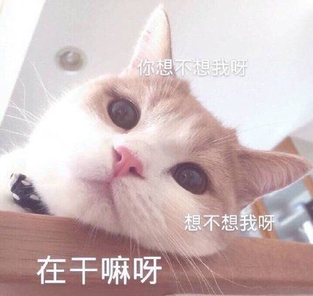你想不想我呀(猫咪)_猫咪_干嘛_不想表情