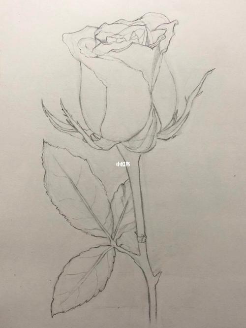 素描玫瑰花_玫瑰花_素描_绘画_绘画日常_人文_绘画