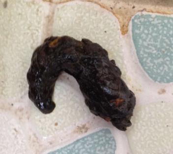 狗狗细小今天治疗第三天,拉的便便这样,请问是好转了么