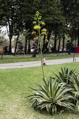 回归松下 金边龙舌兰开花 外一朵醉蝶花