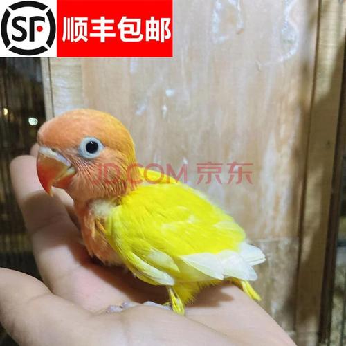 虎皮玄风鹦鹉牡丹鹦鹉人工饲养观赏鸟 黄金丝牡丹雏鸟1只 喂食器 奶粉