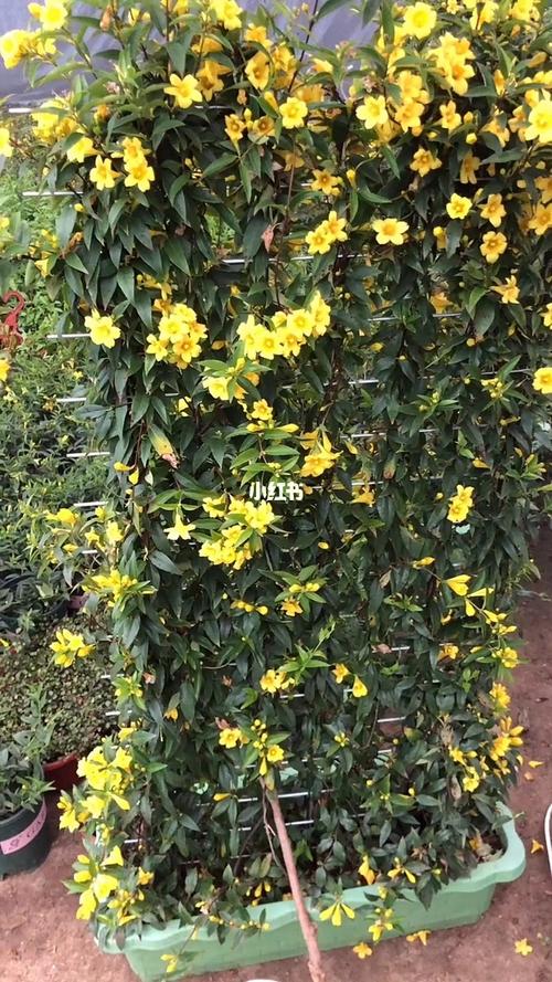 法国香水藤茉莉花墙_茉莉花_香水_养花日记_家居家装