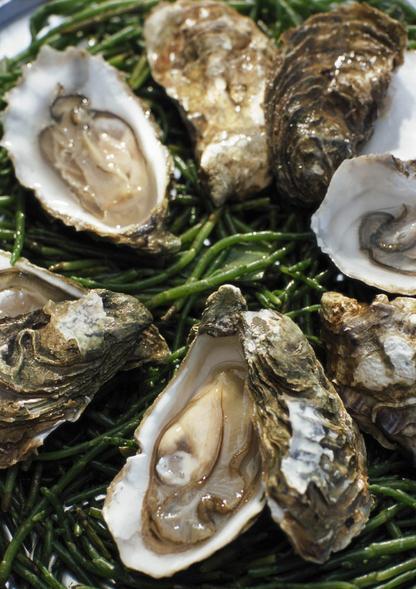 海蛎- 搜狗百科