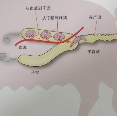母猪子宫的容积极 