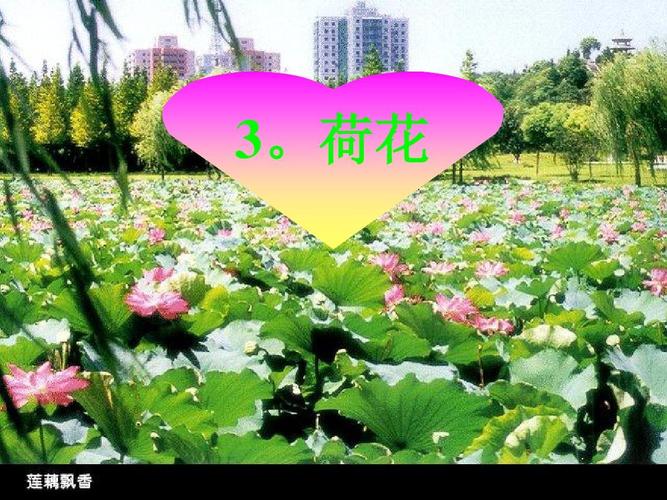 (部编版)小学三年级语文下册《荷花》ppt课件