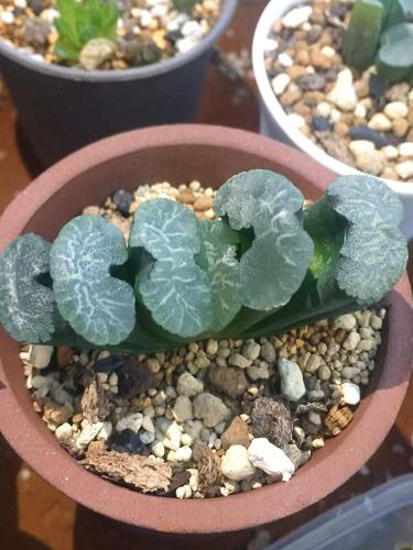 海野特选玉扇 一物一拍4月4更新初代组培苗铭品玉扇 多肉植物
