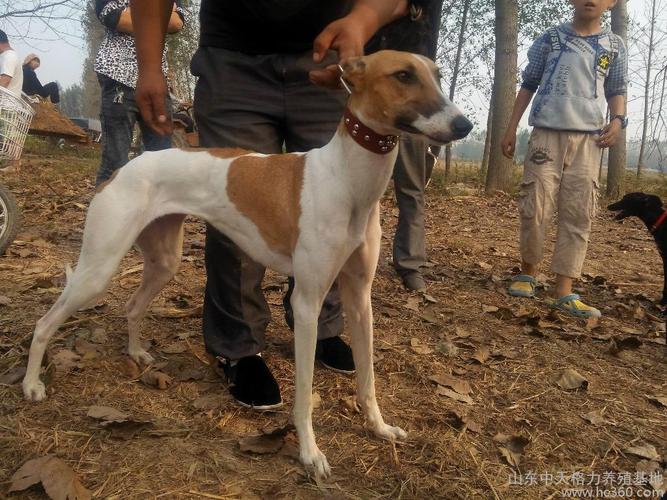 格力犬养殖基地商品大图