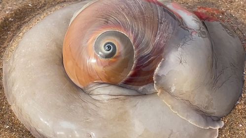 大庆赶海找到一只大个猫眼螺_赶海_猫眼_大海_出行_出行vlog_无景点