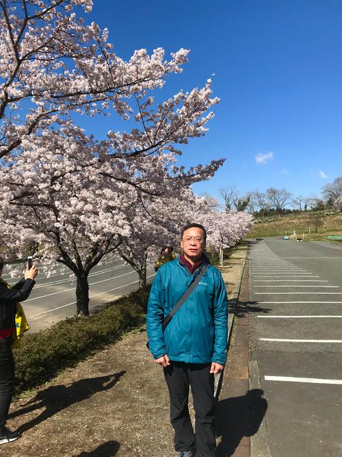 日本相模湖赏樱