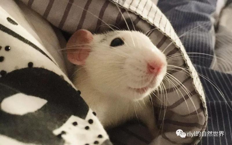 干货浅谈花枝鼠的饲养