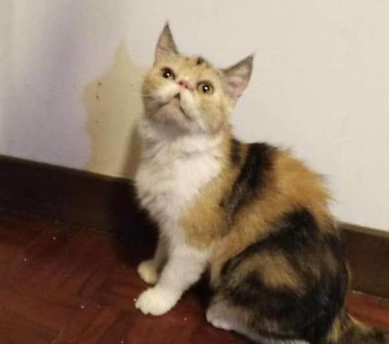 供求 出售                       自养的2岁半的猫儿,活泼可爱,健康