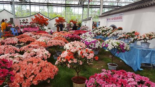 日照中国杜鹃花展