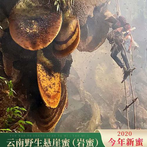 云南崖蜜野生蜂蜜悬崖蜜蜂纯正天然喜马拉雅巨蜂蜂蜜