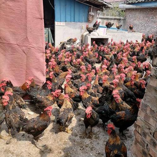肉鸡 量大从优 6.80 元/斤