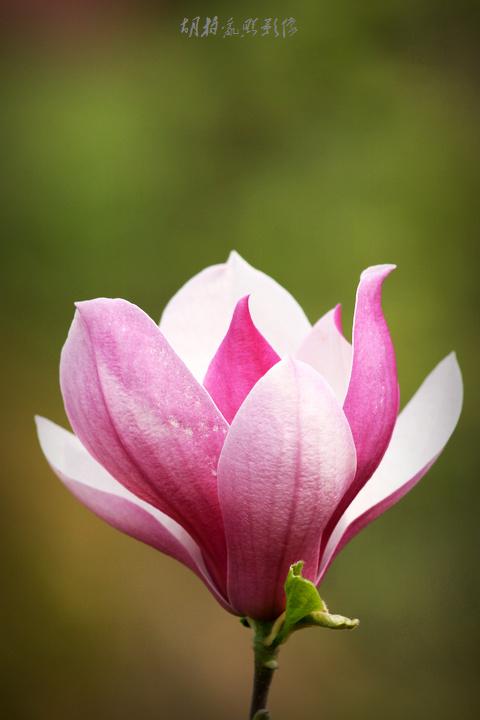 480_720竖版 竖屏