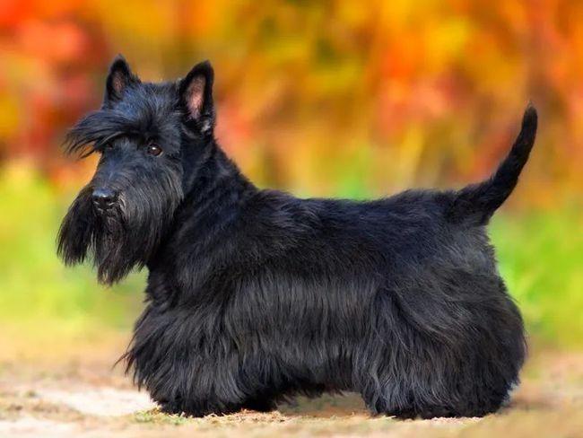 百科| 苏格兰梗,小短腿中的大boss!|犬种|狗狗|梗犬