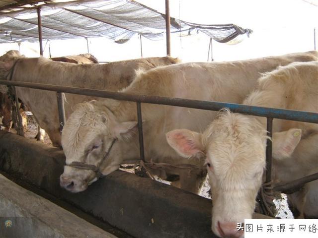 准备入手30头母牛自繁自养,圈舍已有,六七百亩草场.前景如何?