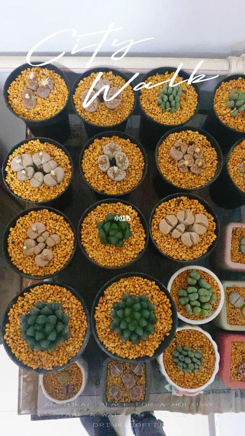 生石花_生石花_生石花群生_家居家装_家居装饰_花艺