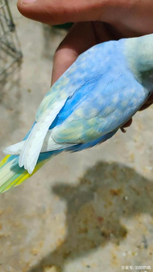 虎皮鹦鹉品种有很多的,原始,蛋白石,珍珠,鱼鳞,显派,隐派,金彩,灰翅