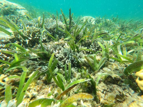 泰来草thalassia hemprichii海草(seagrass)是生活于热带和温带海域