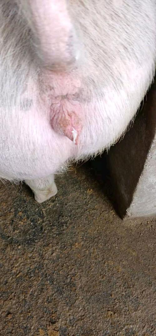 后备母猪后备母猪配种21请问这是什么情况