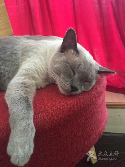 醉猫生活馆图片 - 第37张