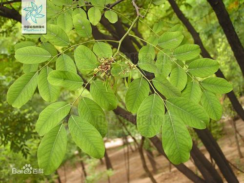 黄檀(学名:dalbergia hupeana hance),别名:不知春,望水檀,檀树,檀木