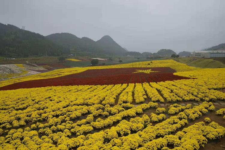 2019年10月6日麻江菊花园赏菊