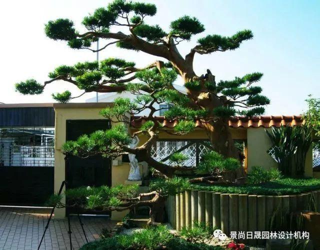 园林景观设计主景树篇
