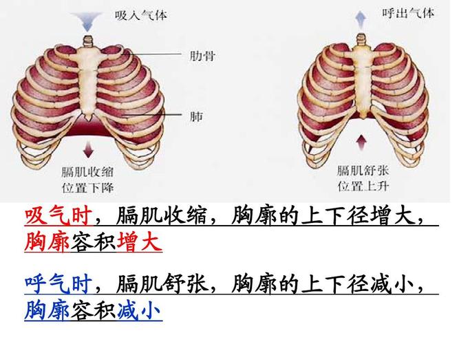 膈的肌纤维起自胸廓下口的周缘和腰椎前面,各部肌束向中央集中移形于
