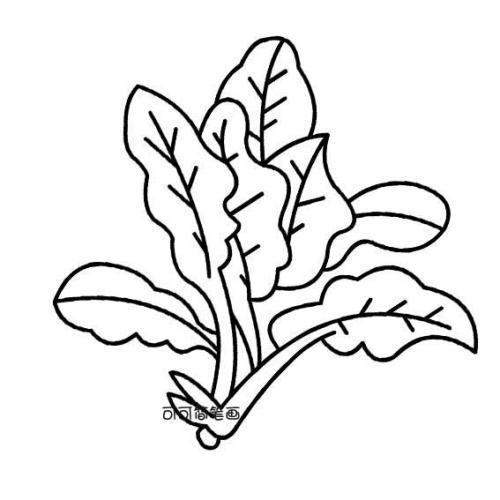 菠菜简笔画图片