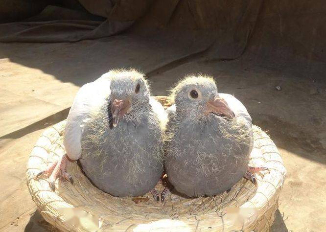 幼鸽断了鸽乳之后这些饲养细节要留心