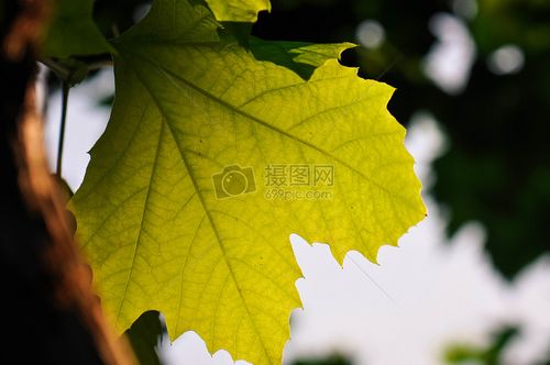 半片梧桐树叶特写细节