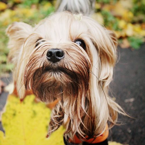 yorkshire terrier wallpaper for ipad 3