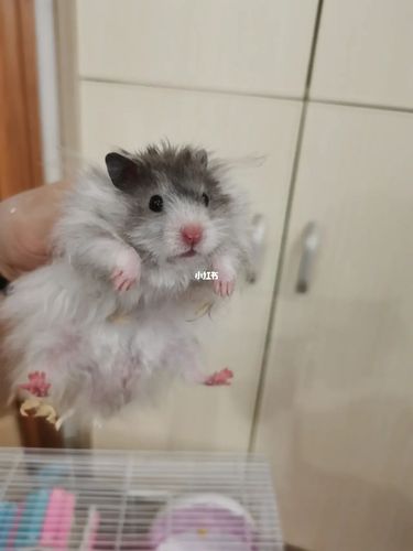 黑波利长毛金丝熊_金丝熊_治愈_基围虾_宠物_宠物其他