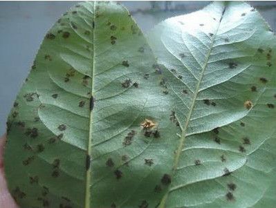  p>西瓜黑星病是在西瓜种植期容易发作的一种真菌性病害.