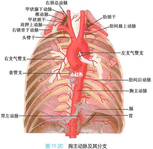 胸腹主动脉_医学生笔记_医疗健康_医疗健康其他
