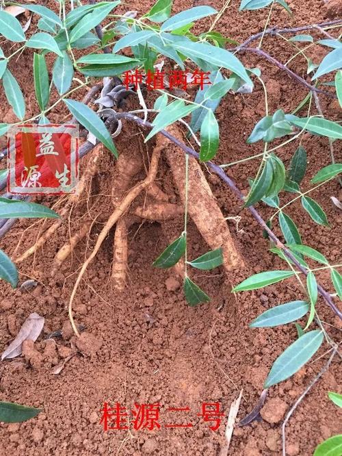 为什么牛大力不长薯桂源小叶牛大力品种长薯快见笑快