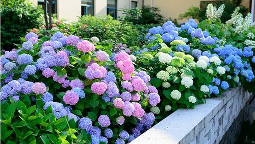 无尽夏八仙绣球花苗阳台鲜花卉盆栽绿植庭院植物四季